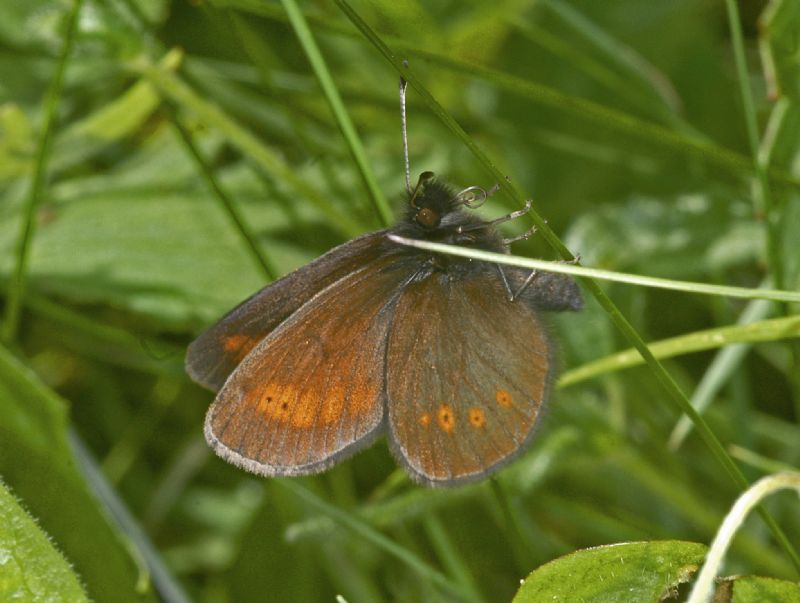 Ancora Erebia da identificare - Erebia melampus